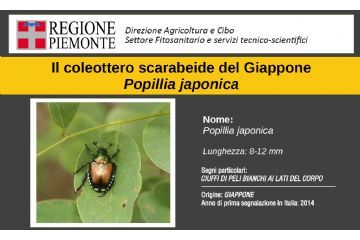 Piano di azione per il contenimento di Popillia japonica